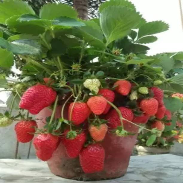 Augadh Strawberry Plant