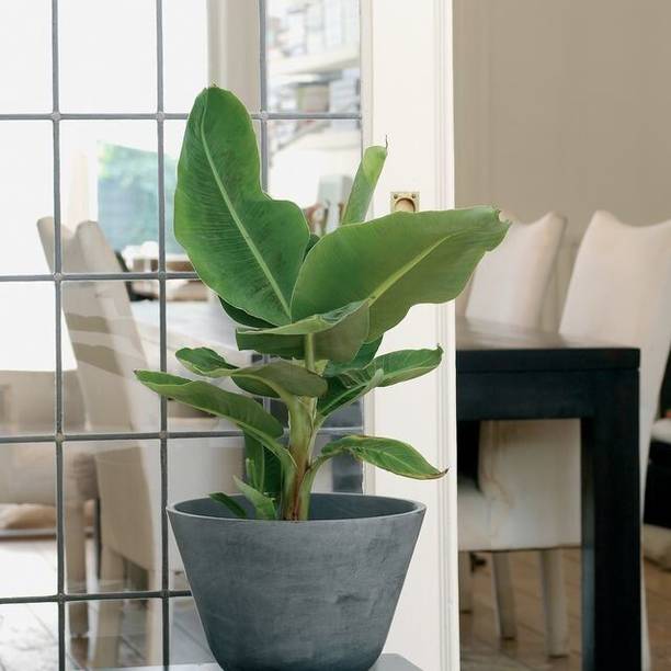 GREENCITY Banana Plant
