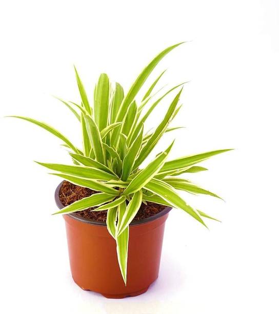 Rozaliya Spider Plant