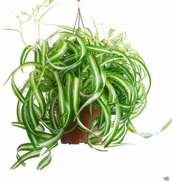 Adrita Spider Plant