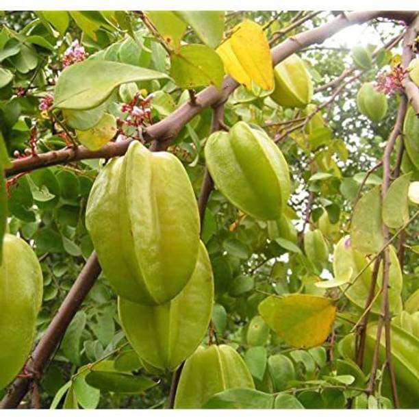 Cloud Farm Star Fruit Carambola Grafted Plant