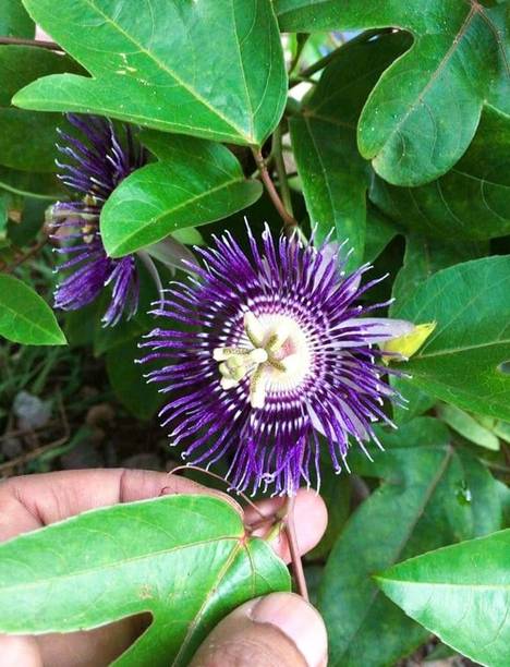 buddingbeauty Passion Plant