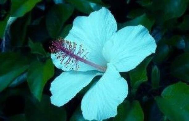 GREENCITY Hibiscus Plant