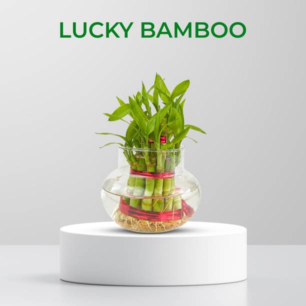 Greenium Bamboo Palm Plant