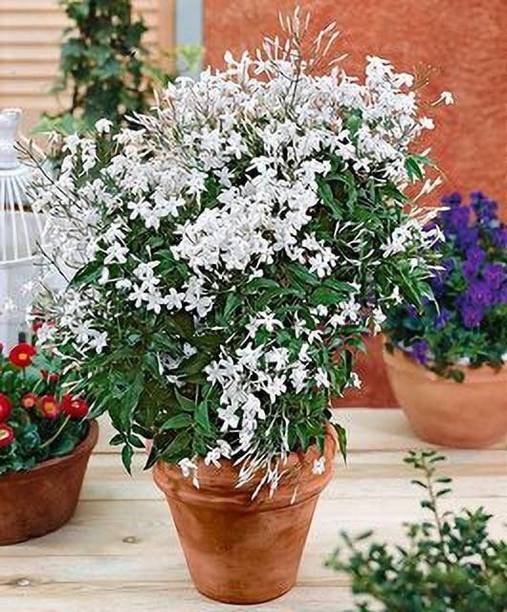 Wrenna Jasmine Plant