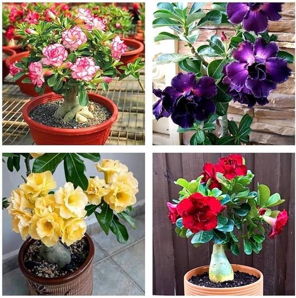 GreenyOn Adenium Plant