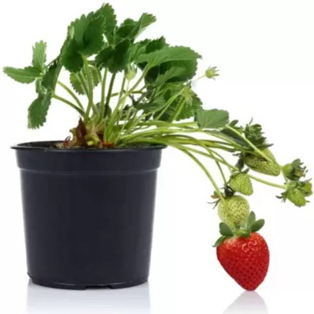 rimardmistu Strawberry Plant