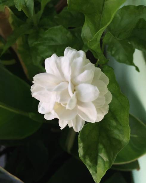 chiku Jasmine Plant