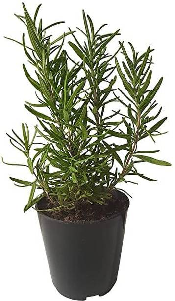 Kalkiplantaion Rosemary Herb Plant