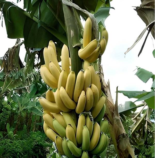Cloud Farm Banana Plant