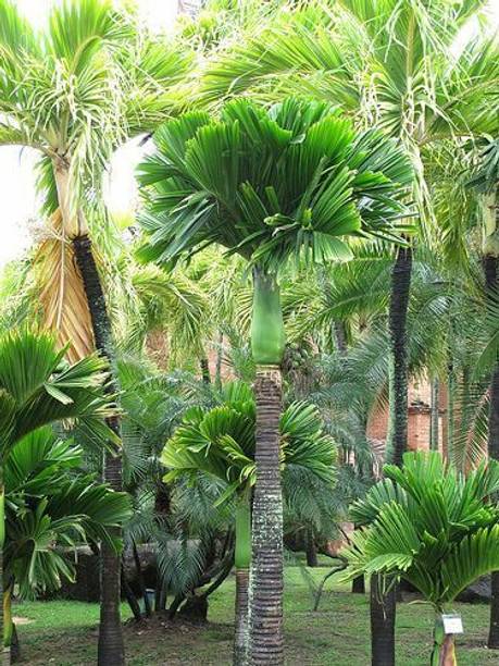 chiku Betel Nut/Supari Plant