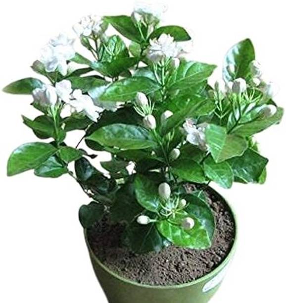 MUTHIK Jasmine Plant