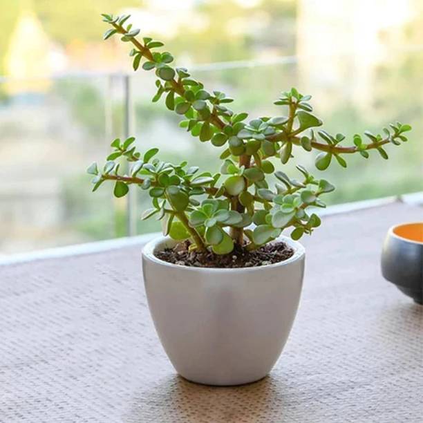 fuegoasiss Jade Plant