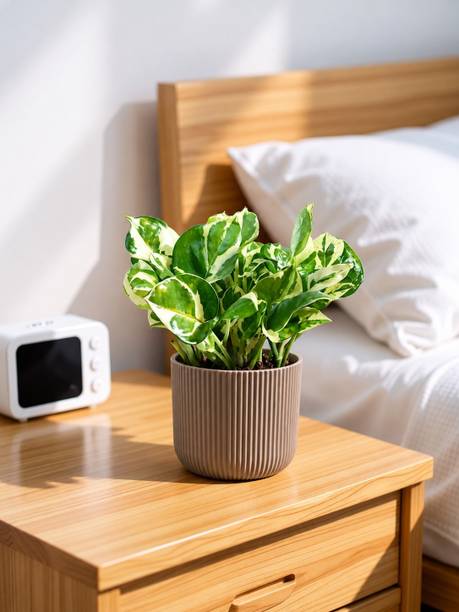 UGAOO Njoy Money Plant