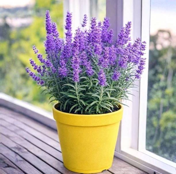 Aestheticplant Oleander Plant