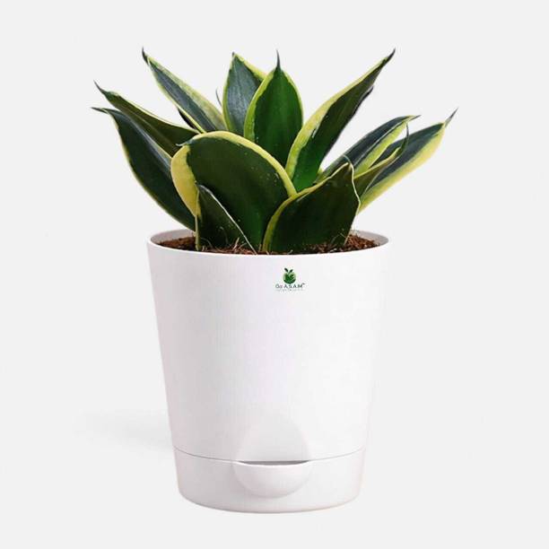 GoASAM Snake Plant