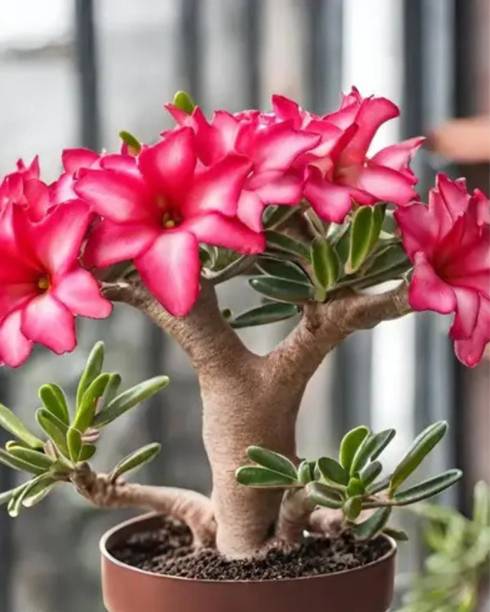 SAIQUALES Adenium Plant
