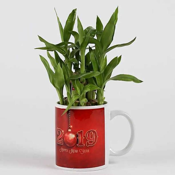 AGRAWBIC Two Layer Bamboo Plant