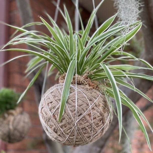 chiku Spider Plant