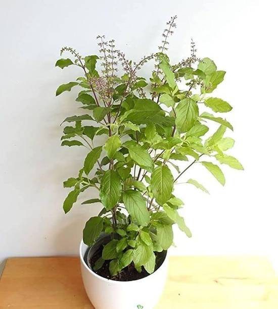 EDEN OF EARTH Tulsi Plant