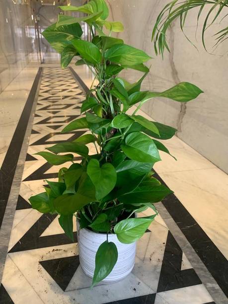 salquales Money Plant