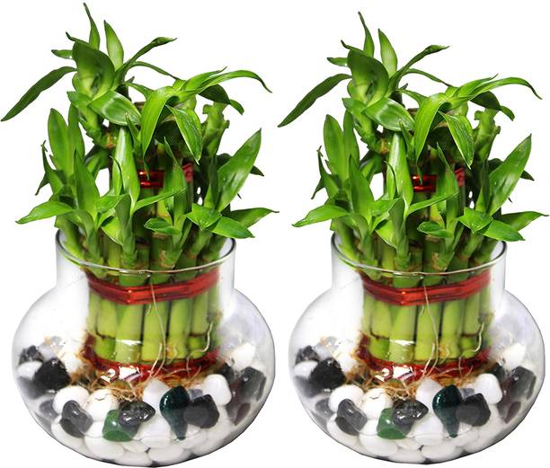 NiMoj Two Layer Bamboo Plant, Dracaena Plant, Lucky Bamboo Straight Stick