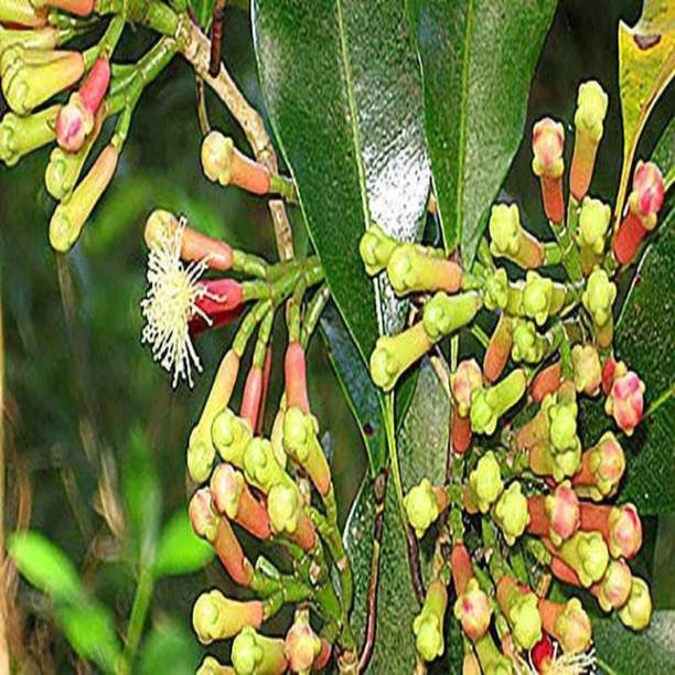 pb mandira plant Clove Plant