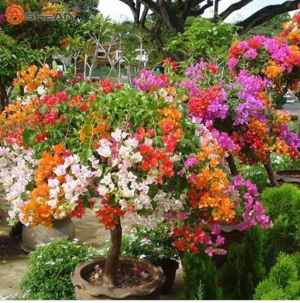 KS TRADERS Bougainvillea Plant