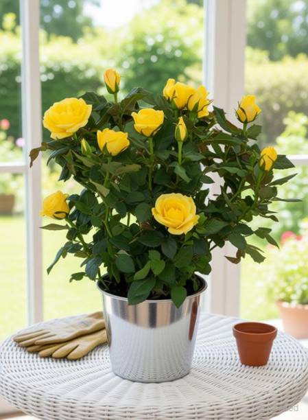Risenshine Rose Plant