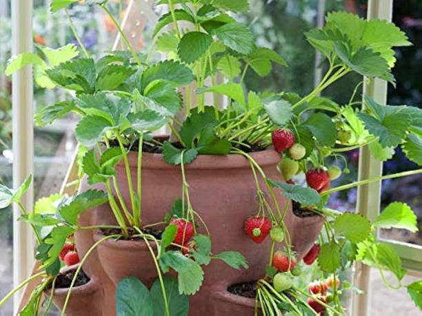 FELCHARIES Strawberry Plant