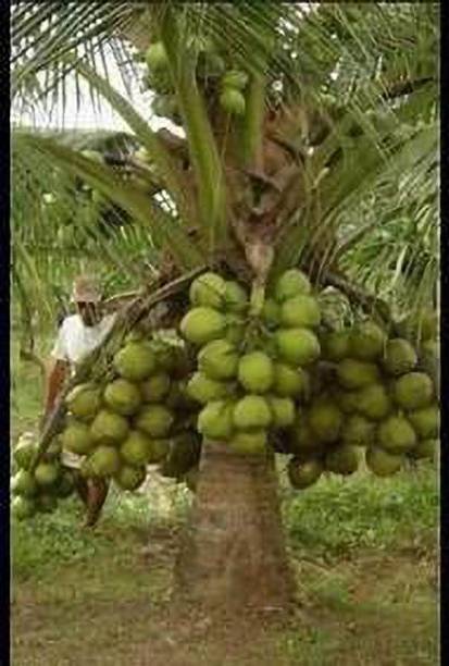 PlantsMart Coconut Plant