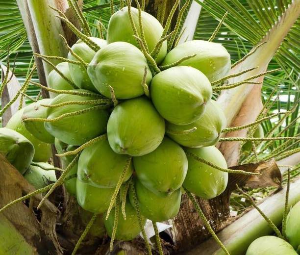 PB EVERGREEN Coconut Plant