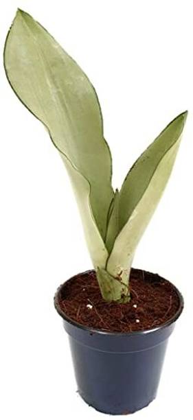 Flora Solutions Snake Plant