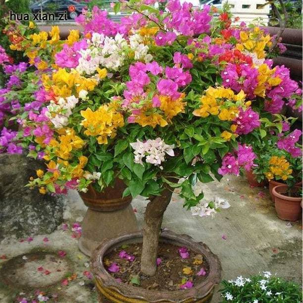 PetalPath Bougainvillea Plant