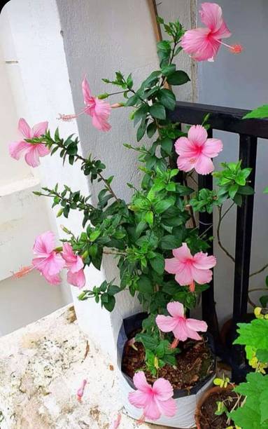 प्लांट्रेरियम हिबिस्कस प्लांट पौधा