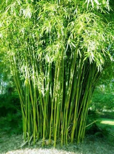 KUMUBON Two Layer Bamboo Plant