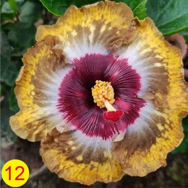 Adrita Hibiscus Plant