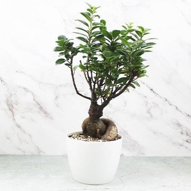 GREENCITY Ficus Bonsai