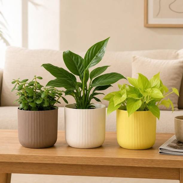 UGAOO Jade Plant, Golden Money Plant, Peace Lily Plant