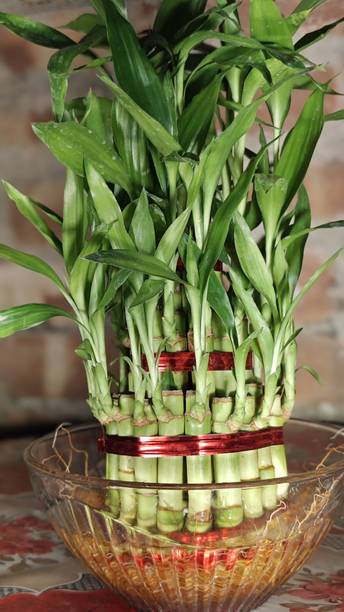 GroWgaach Lucky Bamboo Plant