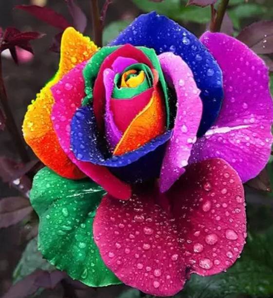 Aclipastal Rose Plant