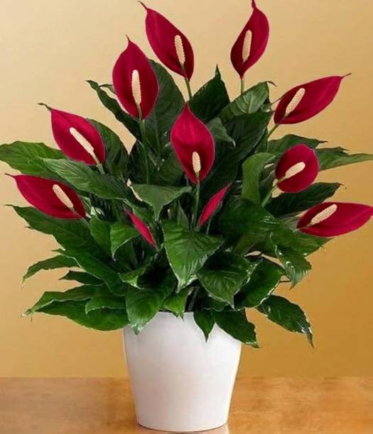 PBGREENLAND Peace Lily Plant, Lily Plant