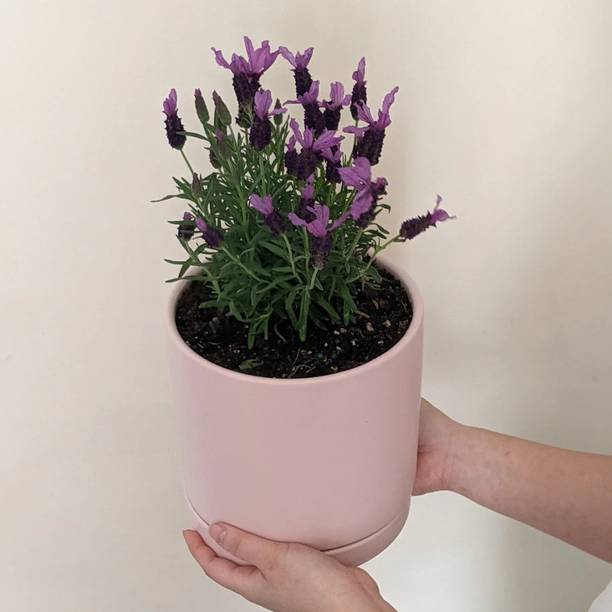 MSPMAKE Oleander Plant