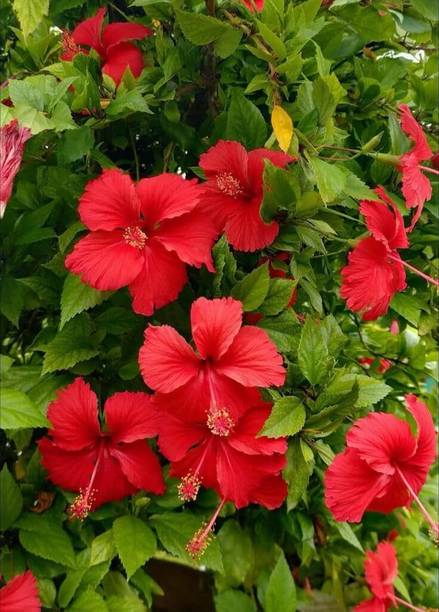 JB TREES Hibiscus Plant