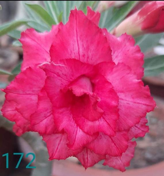 Wrenna Adenium Plant