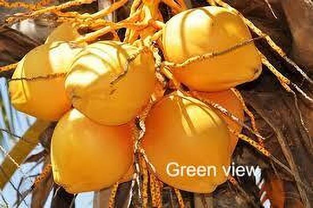 Green view Coconut Plant