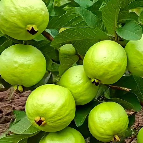 Cloud Farm Guava Plant