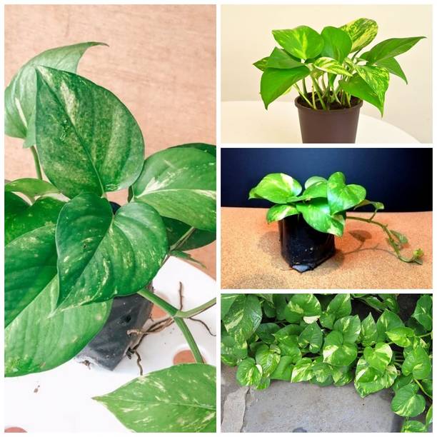 Cloud Farm Money Plant