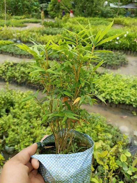 HARIGURU Bamboo Palm Plant