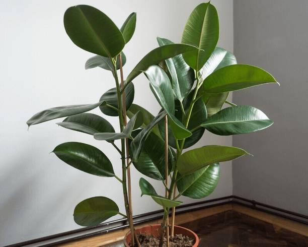 Cloud Farm Rubber Tree